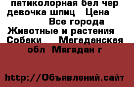 патиколорная бел/чер девочка шпиц › Цена ­ 15 000 - Все города Животные и растения » Собаки   . Магаданская обл.,Магадан г.